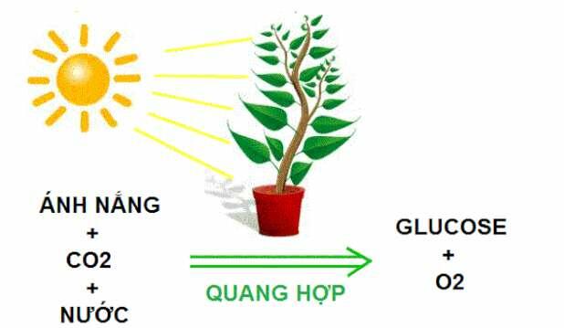 Pha sáng sử dụng sản phẩm nào của pha tối