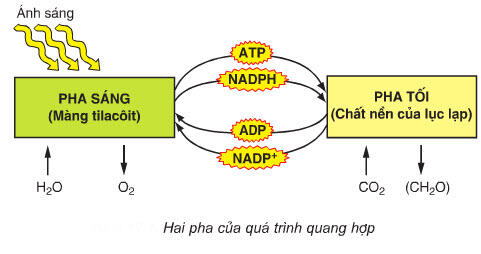 Pha sáng sử dụng sản phẩm nào của pha tối