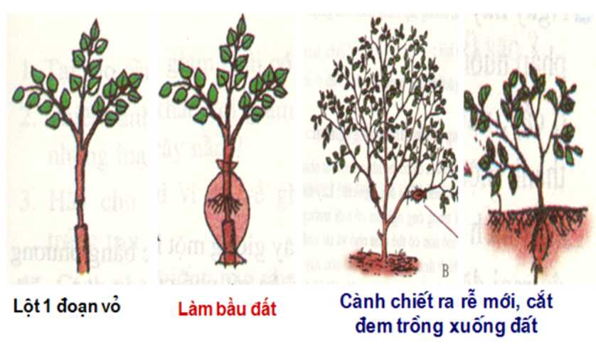 [CHUẨN NHẤT] ABCPhân biệt sinh sản vô tính và sinh sản hữu tính ở thực vật (ảnh 5)