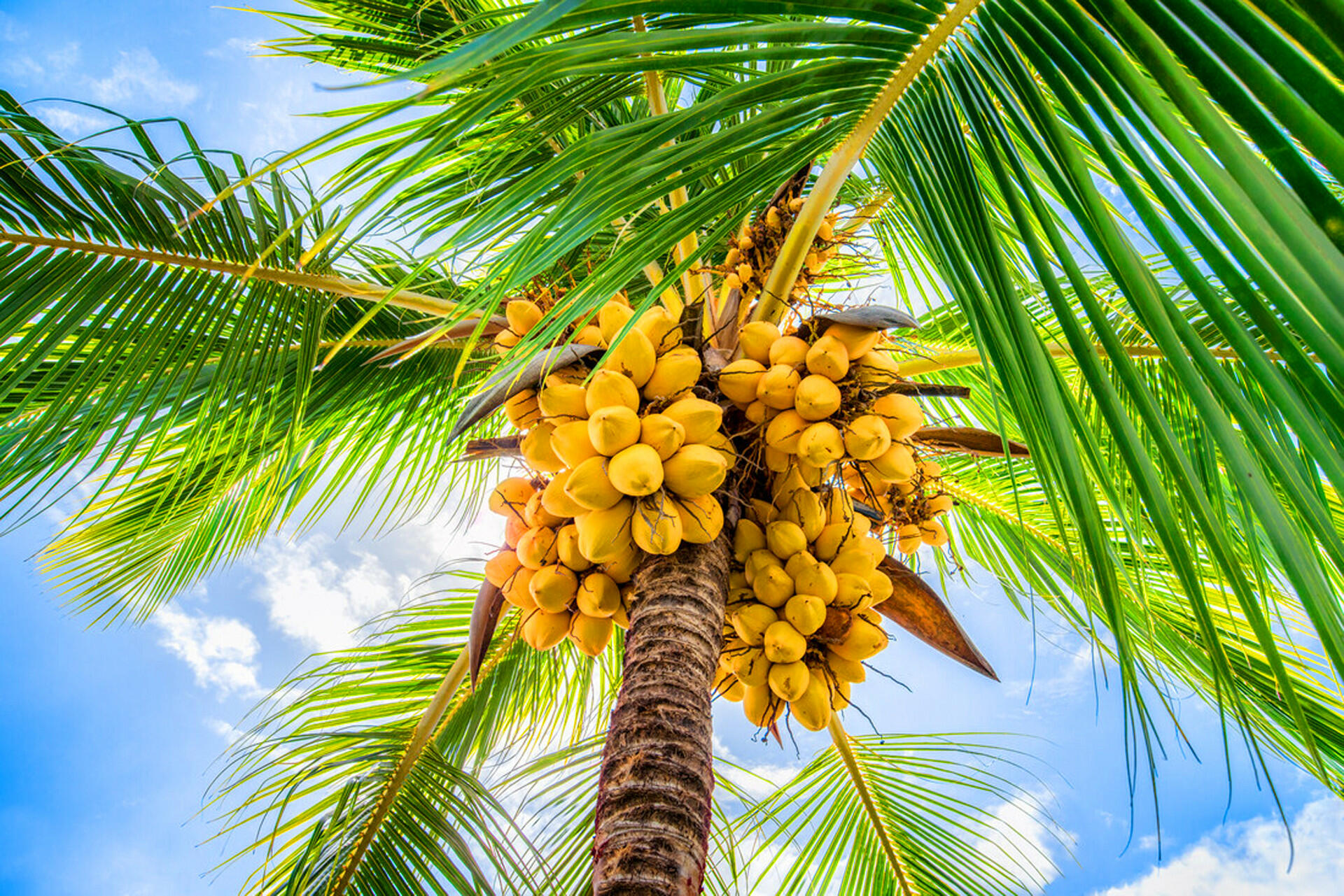 Phân tích bài thơ cây dừa ngắn gọn