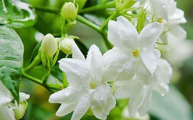 Phân tích bài thơ Hoa nhài của Đặng Xuân Xuyến