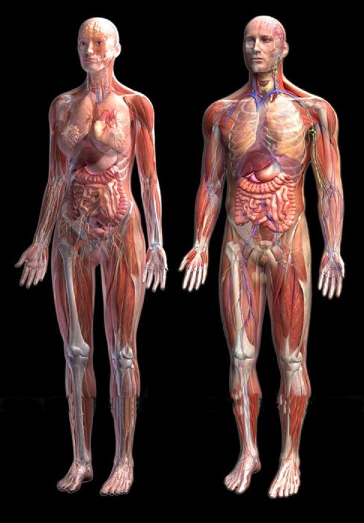 Phân tích đặc điểm cho thấy cơ thể người là một hệ mở tự điều chỉnh
