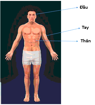 Phân tích đặc điểm cho thấy cơ thể người là một hệ mở tự điều chỉnh