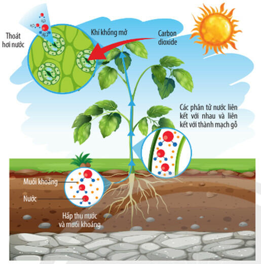 Phân tích mối liên hệ ảnh hưởng của nhân tố môi trường đến quá trình trao đổi nước ở thực vật