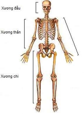 Phân tích những đặc điểm của bộ xương người thích nghi với tư thế đứng thẳng và đi bằng hai chân