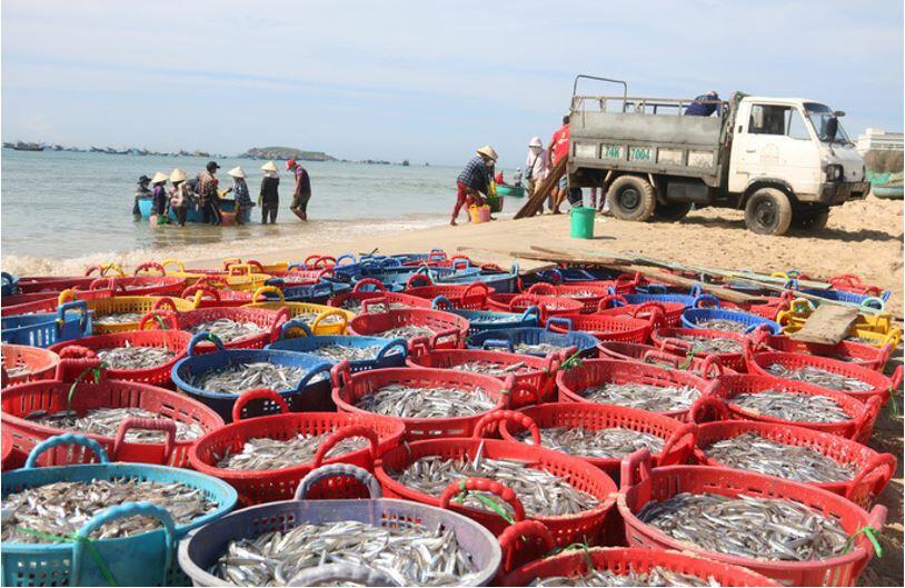 Phân tích thế mạnh và hiện trạng phát triển nghề cá ở Duyên hải Nam Trung Bộ - Hình 1