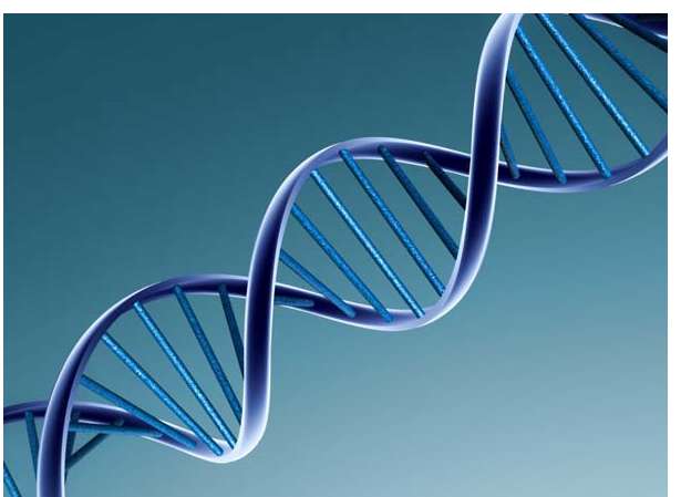 [ĐÚNG NHẤT] Phân tử ADN được cấu tạo theo nguyên tắc
