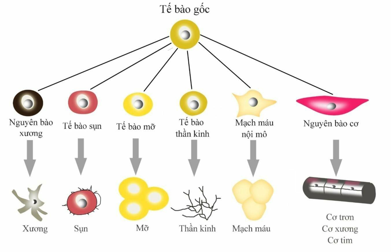 Phát biểu nào dưới đây là đúng Tế bào gốc là tế bào có thể phân chia tạo ra tế bào