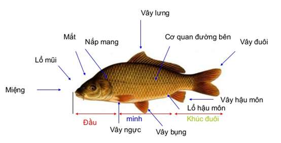 Phát biểu nào dưới đây về cá chép là đúng? (ảnh 2)