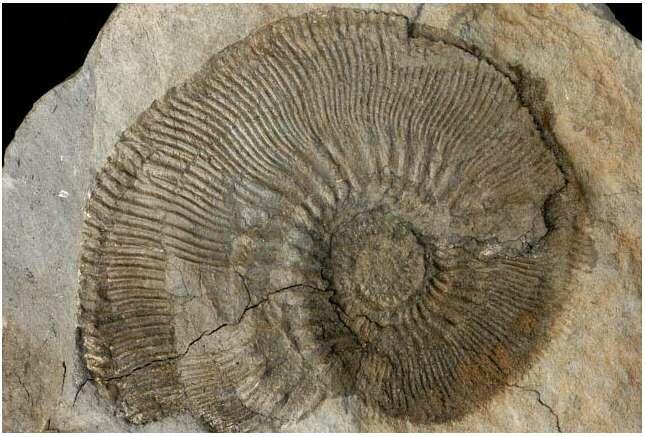 Phát biểu nào sau đây không đúng khi nói về hóa thạch?