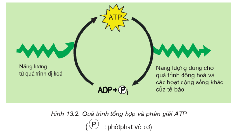 Phát biểu nào sau đây là đúng khi nói về phân tử ATP?