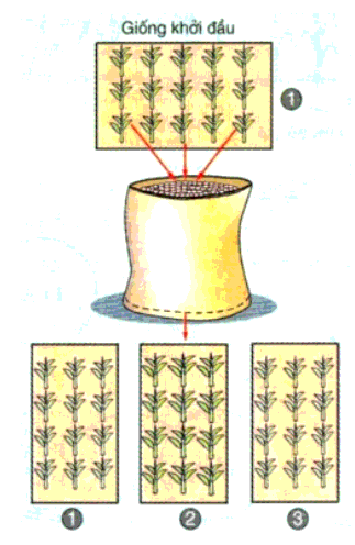 Phương pháp chọn tạo giống cây trồng