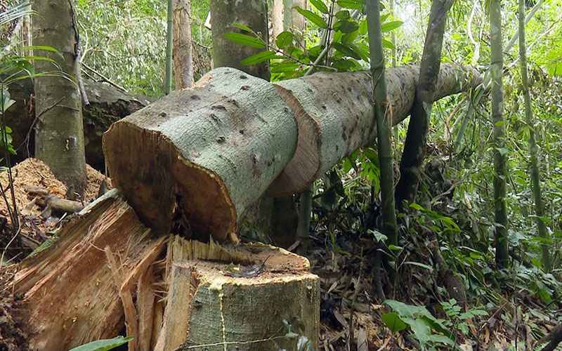 Qua tác phẩm Đêm đợi lũ (Hồ Việt Khuê), viết một bài văn nghị luận bàn về việc khai thác rừng trái phép ở Việt Nam