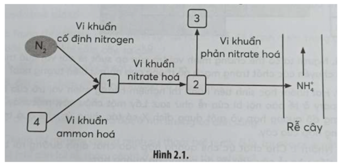 Bài 2.16 trang 9 SBT Sinh học 11: Quá trình chuyển hoá nitrogen trong tự nhiên được mô tả như sơ đồ Hình 2.1, chú thích (1), (2), (3), (4) tương ứng với những chất nào?