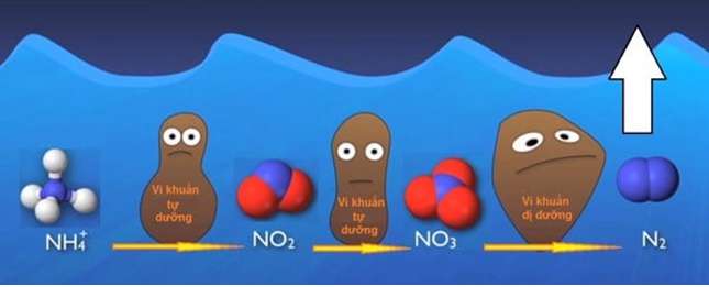 [CHUẨN NHẤT] Quá trình phản Nitrat hóa là gì? hay nhất