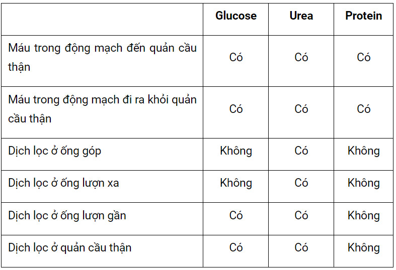 Bài 13.15 trang 44 SBT Sinh học 11: Quá trình tạo thành nước tiểu ở người xảy ra trong các đơn vị thận. Hãy xác định sự có mặt của glucose, urea và protein trong máu