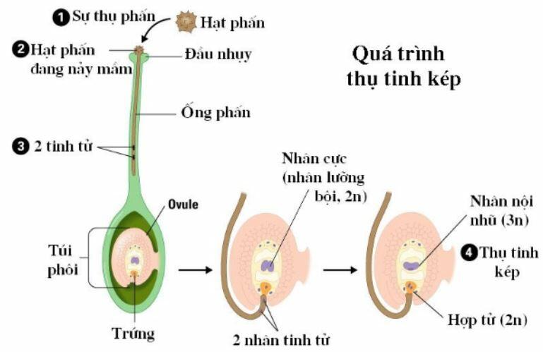 Quá trình thụ phấn và thụ tinh ở thực vật khác nhau như thế nào?