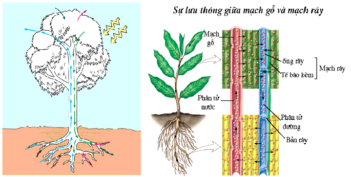 Quá trình vận chuyển các chất trong cây