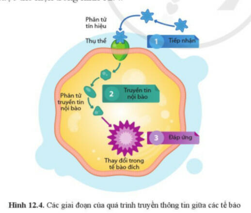 Quan sát hình 12.4 và mô tả quá trình truyền tin nội bào đối với thụ thể màng. Điều gì sẽ xảy ra nếu một loại phân tử trong chuỗi truyền tin nội bào không được hoạt hóa?