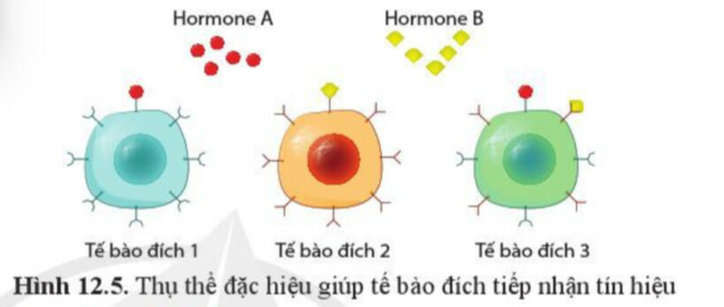 Quan sát hình 12.5, cho biết tế bào đích nào tiếp nhận được hormone A, hormone B. Vì sao?
