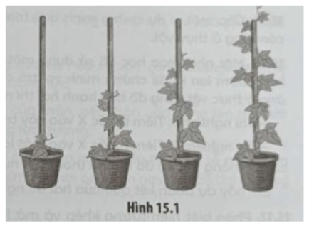 Câu 15.11 trang 51 SBT Sinh học 11: Quan sát Hình 15.1 và cho biết các phát biểu sau là đúng hay sai. Nếu sai hãy giải thích.