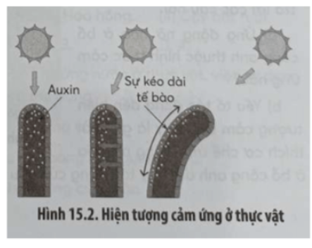 Câu 15.12 trang 51 SBT Sinh học 11: Quan sát Hình 15.2 và trả lời các câu hỏi.