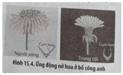 Câu 15.20 trang 52 SBT Sinh học 11: Quan sát Hình 15.4 và trả lời các câu hỏi: a) Ứng động nở hoa ở bồ công anh thuộc hình thức cảm ứng nào?