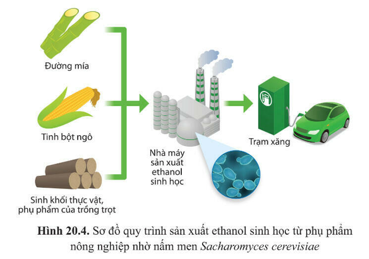 Quan sát hình 20.4 và cho biết nguyên liệu đầu vào và sản phẩm đầu ra của ngành công nghiệp sản xuất ethanol sinh học