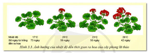 Cho biết nhiệt độ ảnh hưởng như thế nào đến sự ra hoa của cây phong lữ thảo?