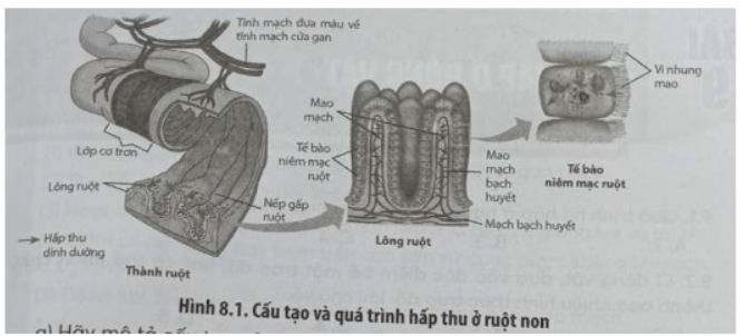 Bài 8.15 trang 29 SBT Sinh học 11: Quan sát Hình 8.1 và trả lời các câu hỏi.