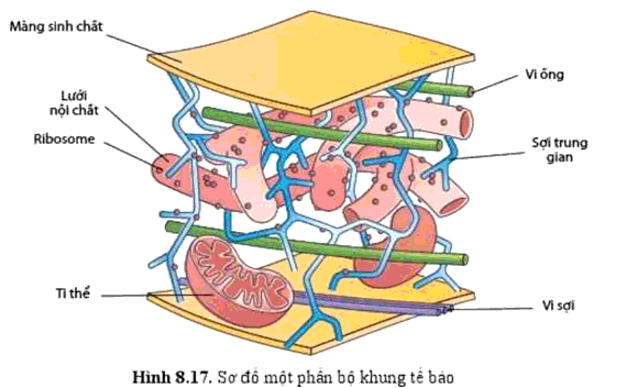 Quan sát hình 8.17, nêu các thành phần cấu tạo của bộ khung tế bào và chức năng của chúng?