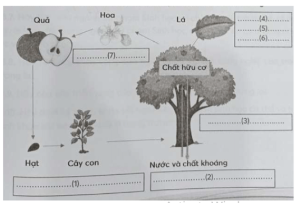 Câu 27.7 trang 87 SBT Sinh học 11: Quan sát sơ đồ sau và điền tên các quá trình vào các ô trống.