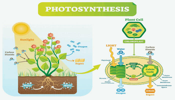 Quang tổng hợp ở vi sinh vật có điểm gì giống và khác với quang hợp ở thực vật?