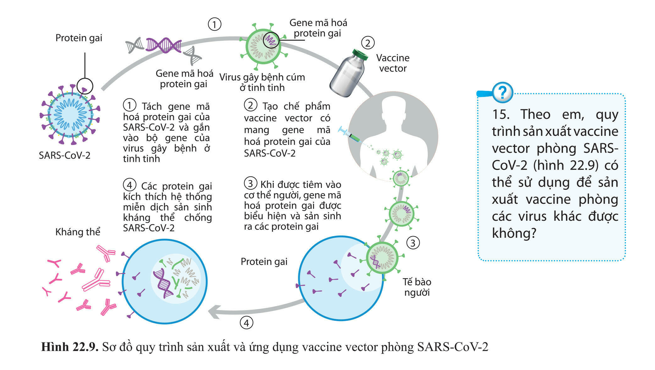 Quy trình sản xuất vaccine vector phòng SARS-CoV-2 có thể sử dụng để sản xuất vaccine phòng các virus khác được không?