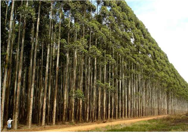 Quy trình trồng rừng bằng cây con có bầu gồm mấy bước?