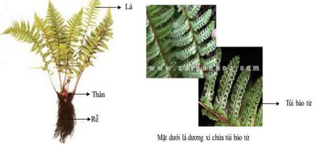 Rêu và cây dương xỉ cây nào có cấu tạo phức tạp hơn (ảnh 2)