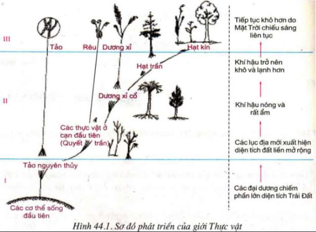 Rêu và cây dương xỉ cây nào có cấu tạo phức tạp hơn (ảnh 3)