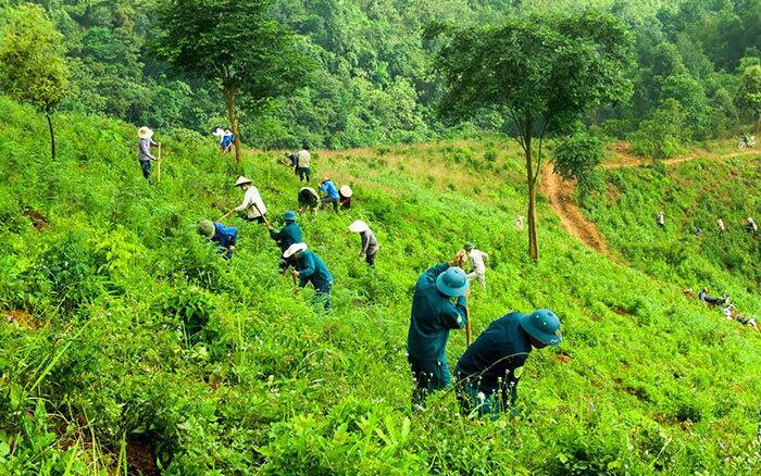  Rừng có tác động như thế nào đến với đời sống của con người? Ở Việt Nam có những loại rừng nào?