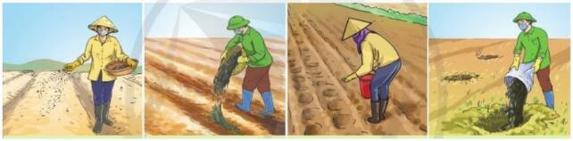 [Sách mới] Lý thuyết Công nghệ 10 Bài 16 Cánh diều: Quy trình trồng trọt