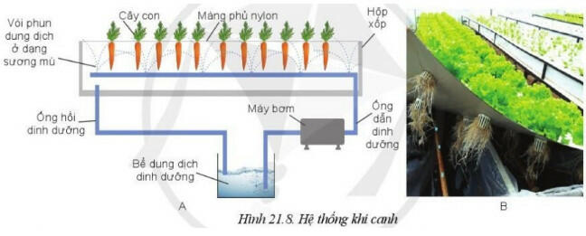 [Sách mới] Lý thuyết Công nghệ 10 Bài 21 Cánh diều: Công nghệ trồng cây không dùng đất
