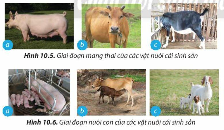 [Sách mới] Lý thuyết Công nghệ 7 Bài 10 CTST: Kĩ thuật nuôi dưỡng, chăm sóc vật nuôi