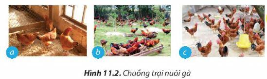 [Sách mới] Lý thuyết Công nghệ 7 Bài 11 CTST: Kĩ thuật chăn nuôi gà thịt thả vườn