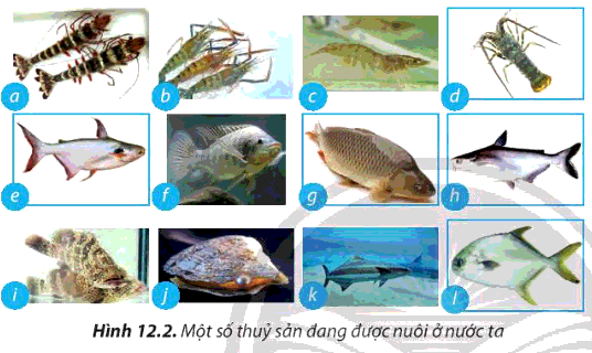 [Sách mới] Lý thuyết Công nghệ 7 Bài 12 CTST: Ngành thủy sản ở Việt Nam