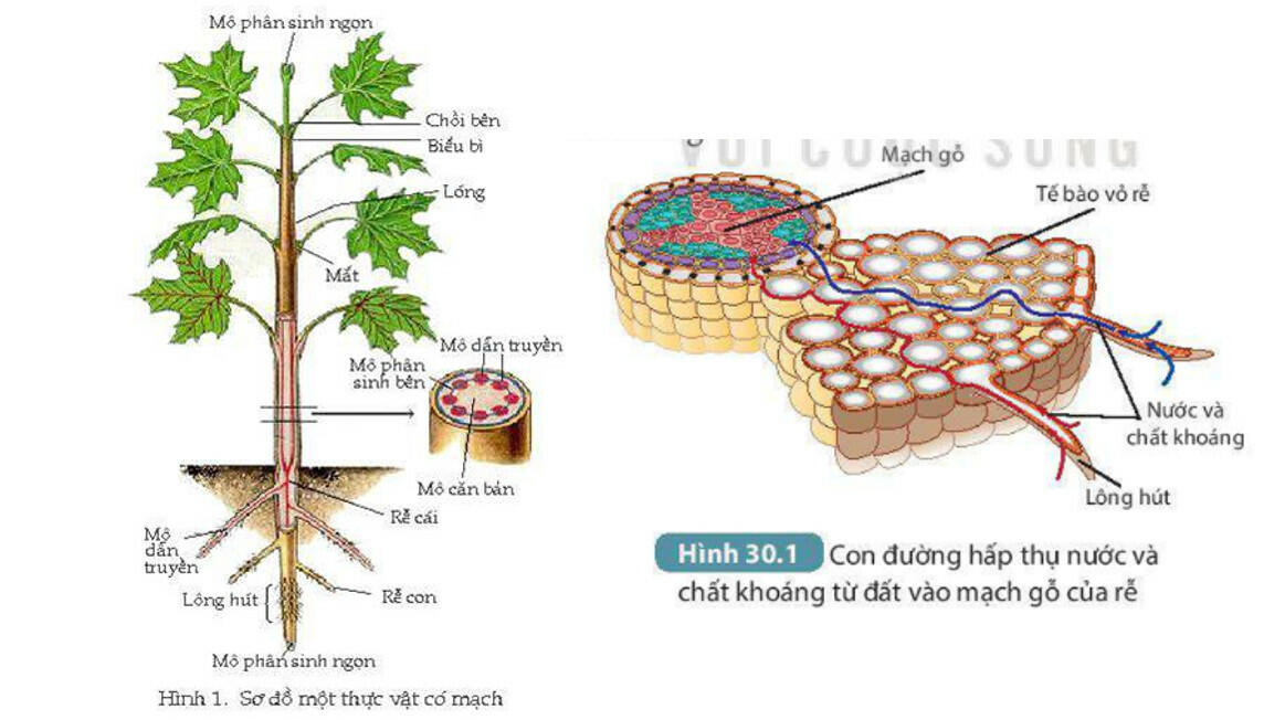 Lý thuyết KHTN 7 Bài 30 ngắn nhất: Trao đổi nước và chất dinh dưỡng ở thực vật (KNTT)