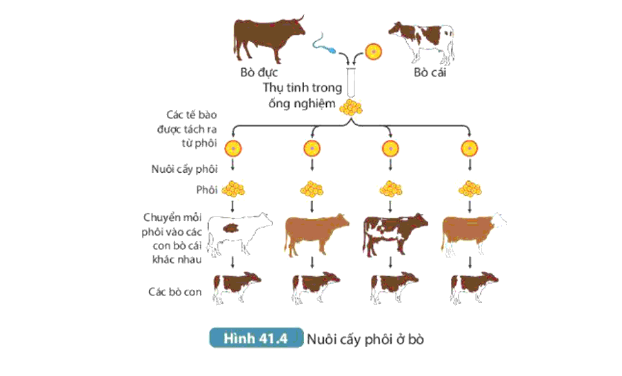 Lý thuyết KHTN 7 Bài 41 ngắn nhất: Một số yếu tố ảnh hưởng và điều hòa, điều khiển sinh sản ở sinh vật (KNTT)