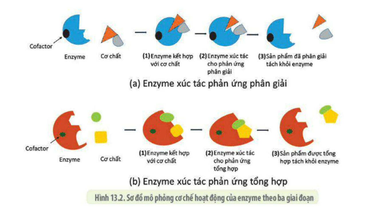 Sách mới Lý thuyết Sinh học 10 Bài 10 Cánh diều: Sự chuyển hóa năng lượng và enzyme