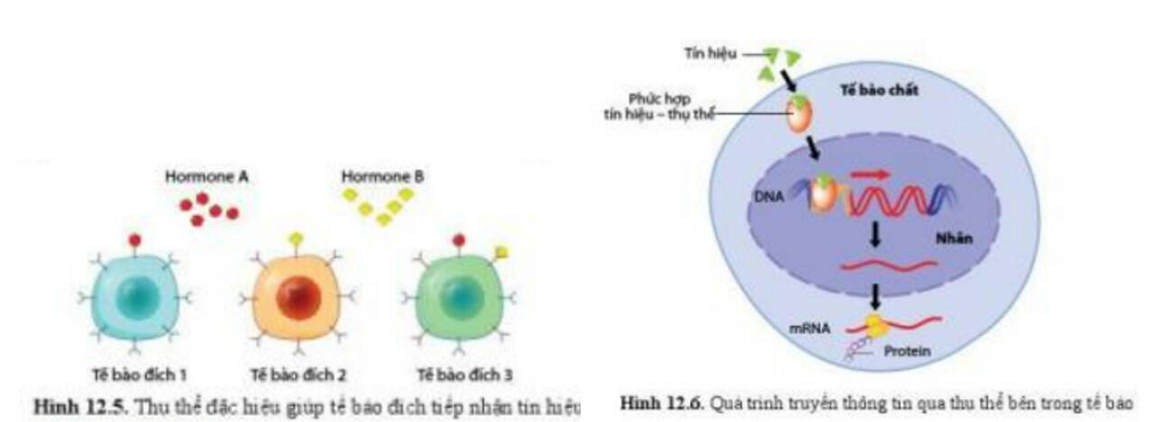 Sách mới Lý thuyết Sinh học 10 Bài 12 Cánh diều: Thông tin giữa các tế bào
