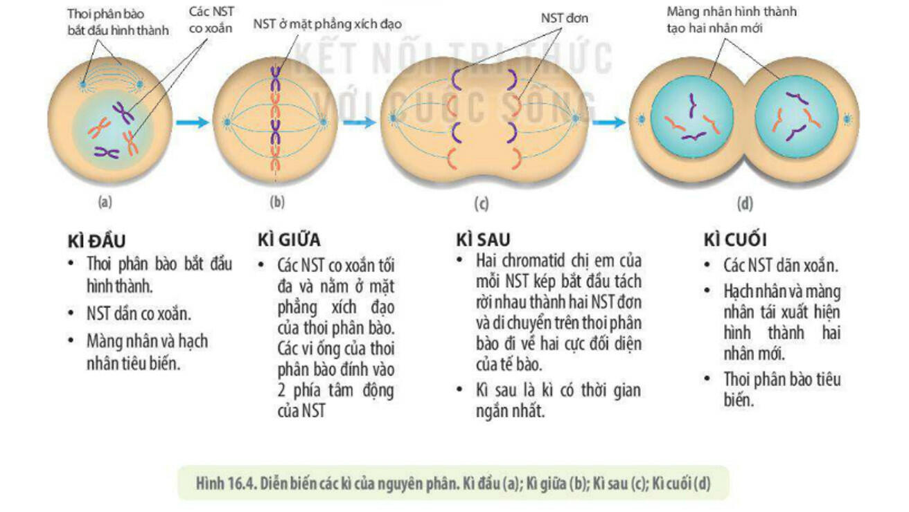 Sách mới Lý thuyết Sinh học 10 Bài 13 Cánh diều: Chu kì tế bào và nguyên phân