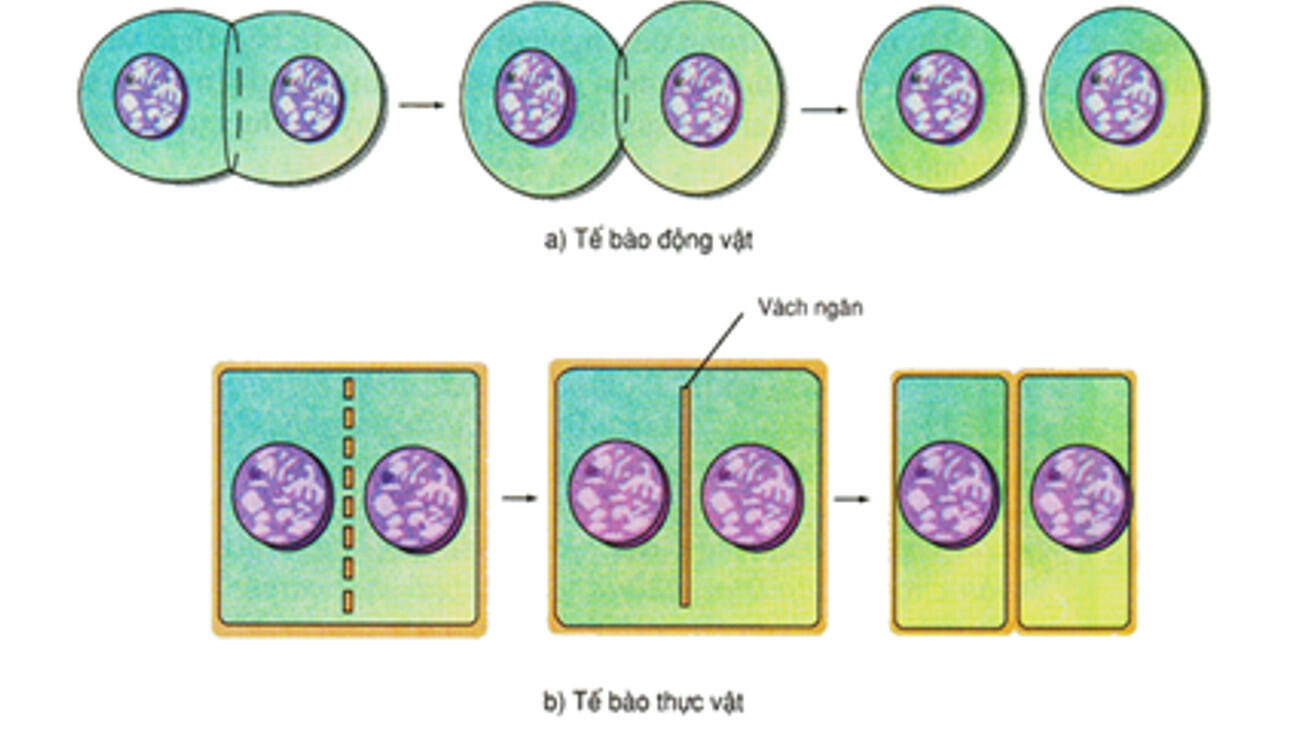 Sách mới Lý thuyết Sinh học 10 Bài 13 Cánh diều: Chu kì tế bào và nguyên phân