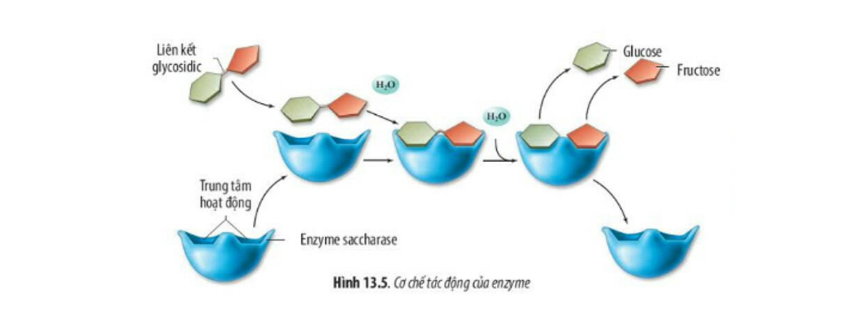 Sách mới Lý thuyết Sinh học 10 Bài 13 Chân trời sáng tạo: Chuyển hóa vật chất và năng lượng trong tế bào